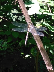 Cordulegaster bidentata