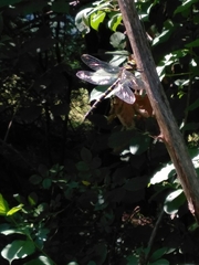 Cordulegaster bidentata