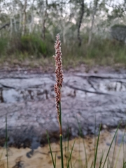 Machaerina teretifolia