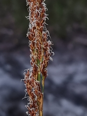 Machaerina teretifolia
