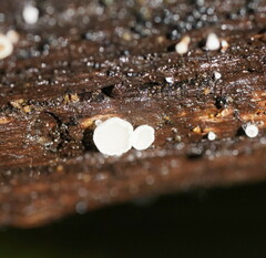 Lachnum lachnoderma