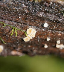 Lachnum lachnoderma