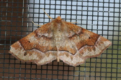 Metarranthis refractaria