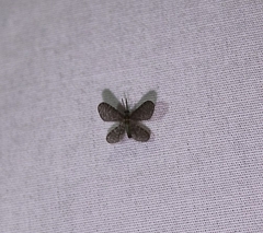 Nallachius americanus