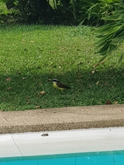Pitangus sulphuratus