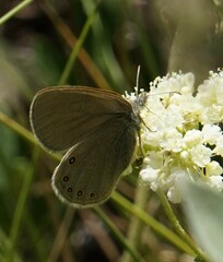 Coenonympha haydenii