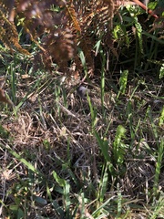 Crocidura mariquensis