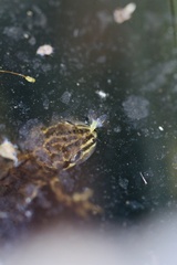 Lissotriton vulgaris