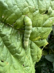 Euplexia