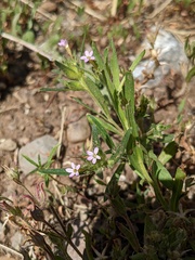 Collomia linearis