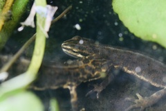 Lissotriton vulgaris