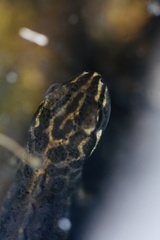 Lissotriton vulgaris