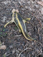 Platydoras armatulus