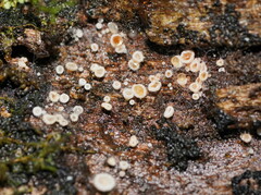 Lachnum lachnoderma