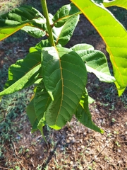Cordia rickseckeri