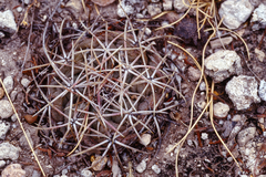 Thelocactus hexaedrophorus