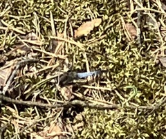 Orthetrum cancellatum