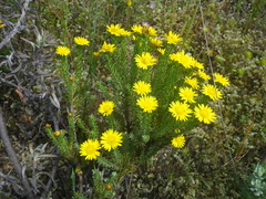 Oedera fruticosa
