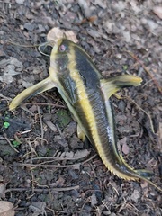 Platydoras armatulus