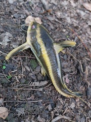 Platydoras armatulus