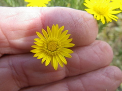 Oedera fruticosa
