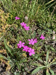 Dianthus deltoides deltoides