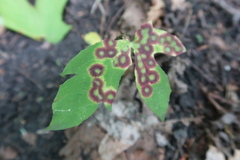 Parallelodiplosis subtruncata