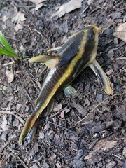 Platydoras armatulus
