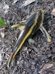 Platydoras armatulus