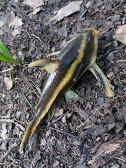 Platydoras armatulus