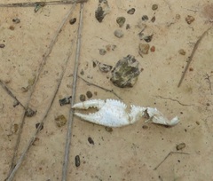 Fallicambarus houstonensis