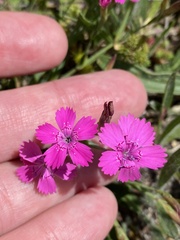 Dianthus deltoides deltoides