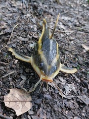 Platydoras armatulus