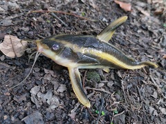 Platydoras armatulus