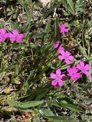 Dianthus deltoides deltoides