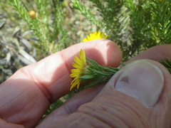 Oedera fruticosa