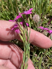 Dianthus deltoides deltoides