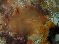 Planoceridae