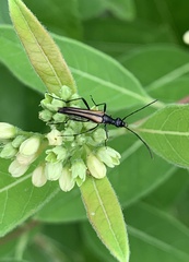 Strangalia acuminata