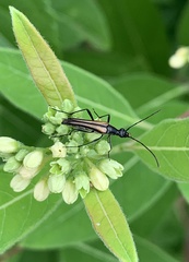 Strangalia acuminata