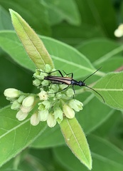 Strangalia acuminata