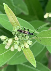 Strangalia acuminata