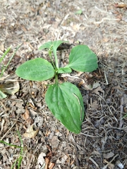 Plantago major