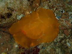 Doriopsilla carneola