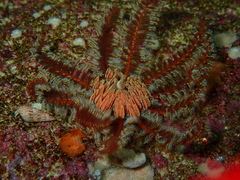 Crinozoa