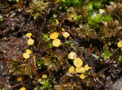 Octospora catharineae