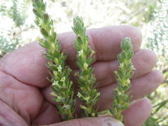 Gnidia spicata