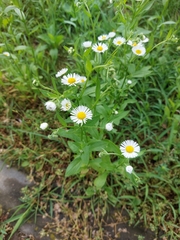 Erigeron strigosus