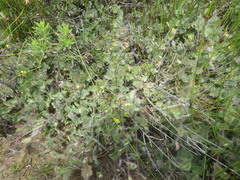 Aspalathus perfoliata