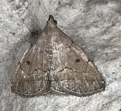 Zanclognatha protumnusalis